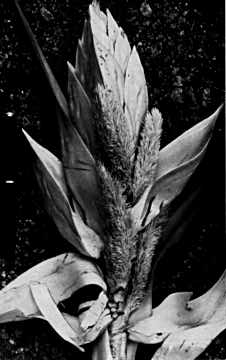 pandanus male flower