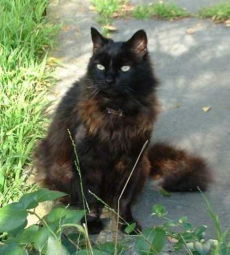 Click on image for larger version