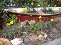 2 Feb 05 daffodils in bloom