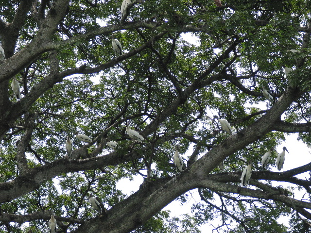 Wood storks