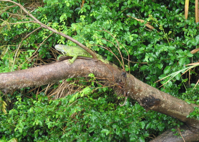 Female iguana