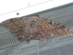 Giant moth