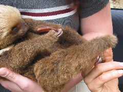 Baby sloth chewing