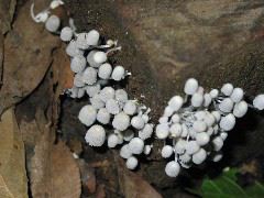 Cloud forest mushrooms