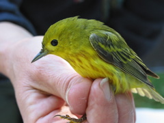 Yellow Warbler Male