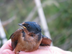 Barn Swallow Hatch Year