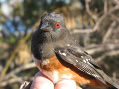 AHY female spotted towhee