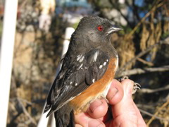 After Hatch Year F Spotted Towhee