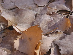 Cottonwood frost