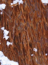 Sequoia fur