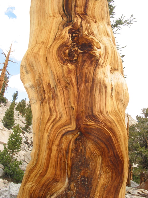 Foxtail pine.JPG