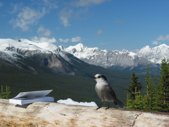 Gray Jay