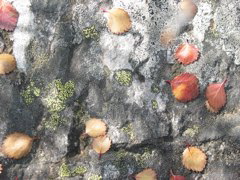 Leaves & lichen