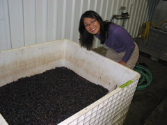 Pt Reyes Vineyard fermenting Cabernet