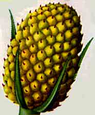 pandanus fruit looking like pineapple