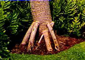 pandanus trunk with aerial roots roo
