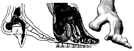 mutilated feet