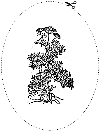 Lovage cutout