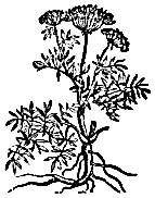 Lovage herb
