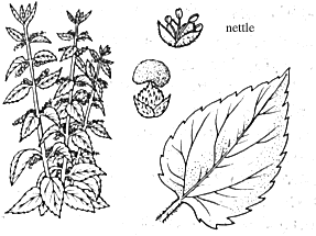 nettles