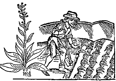 man planting Viper's Bugloss