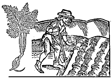 man planting Hemlock