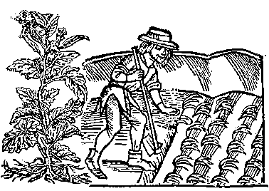 man planting henbane