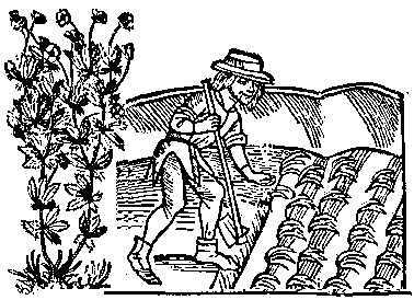 Man planting Tormentil
