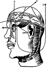 old brain diagram