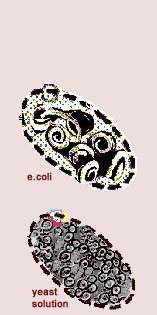 e.coli - yeast solution