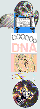 dna