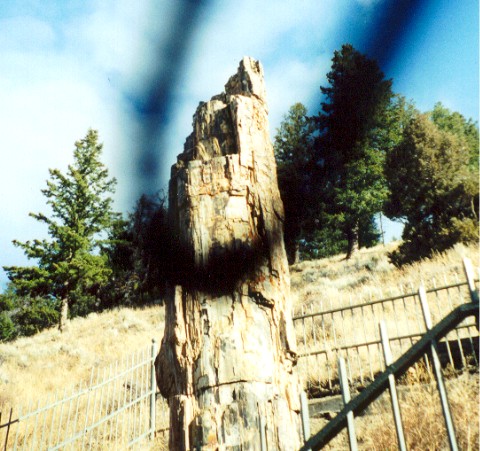 Petrified Redwood Tree