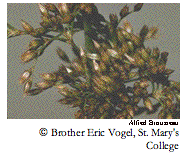 Text Box:  Alfred Brousseau Brother Eric Vogel, St. Mary's College@ CalPhotos